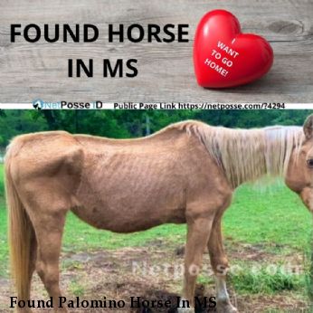Found Palomino Horse In MS